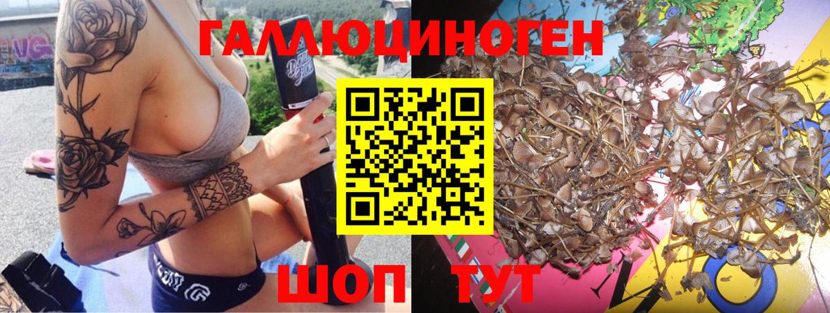 Губкин  Галлюциногенные грибы Psilocybine cubensis  купить наркотики сайты  Вход с VPN 